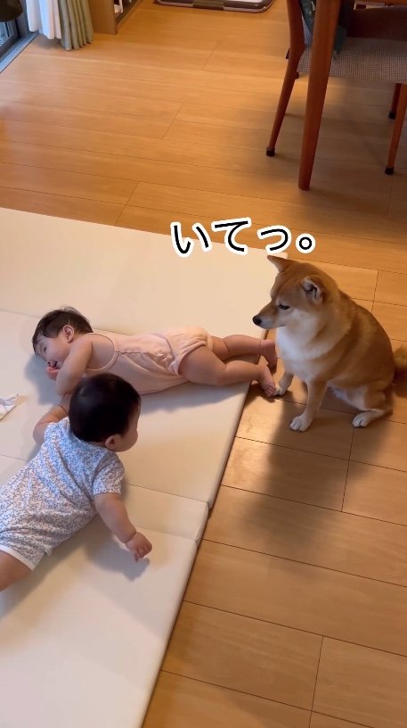 提供：柴犬　むぎさん