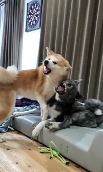 提供：秋田犬 杏(あん)と蓮(れん)さん