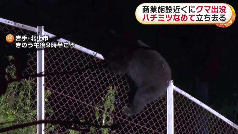 成獣とみられる大きさで、器用にフェンスを乗り越える