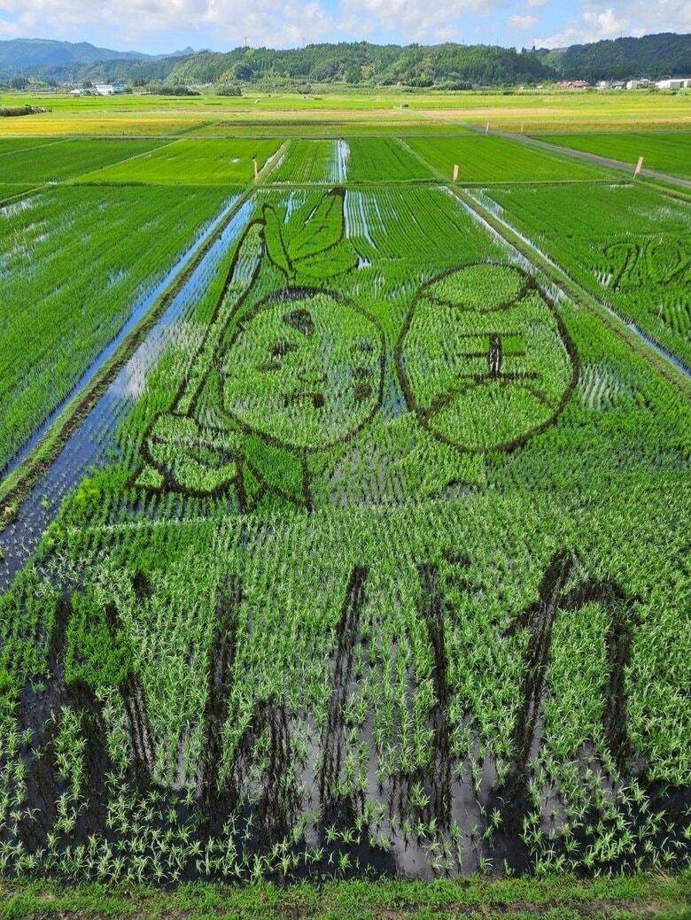 2024年の田んぼアート
