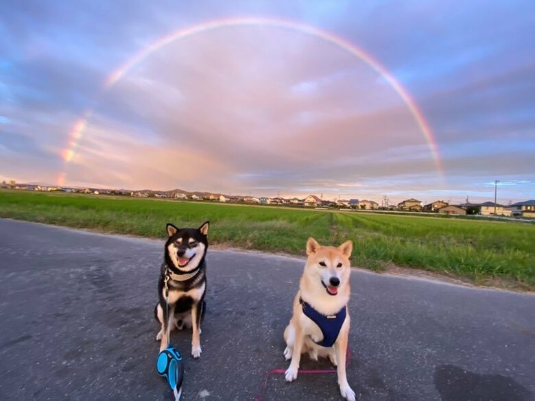 提供：柴犬むさしとこじろうさん
