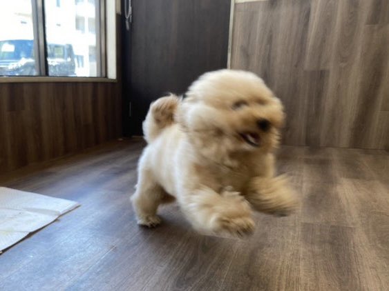 はしゃぐポテチくん