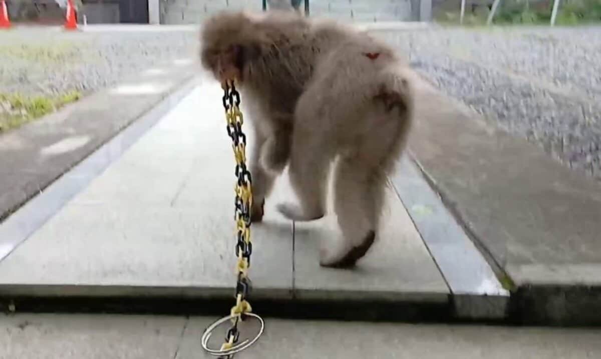 img_c1c78ddc79d3164a0417fe0e52