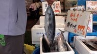 初ガツオ豊漁　千葉・勝浦で“ジャンボ”「急に獲れだした」　“小ぶり”はまるごと1本999円も　高知では名物「ハランボ焼き」人気