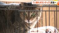 保護猫が新しい家族とめぐり会うために　アニマルフレンズ熊本が人馴れのボランティア募集　もらい手少ない触れない猫【熊本発】