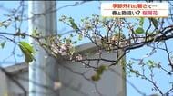 サクラも“狂い咲き”　福井県内4地点で真夏日…勝山では10月として観測史上初　22日は一旦気温下がる見込み