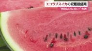 大洲で低農薬「エコラブスイカ」収穫ピーク　夏の味覚“例年以上に甘い”「適度に冷やして」【愛媛】
