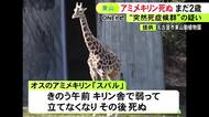去年10月にやって来たばかり…東山動植物園の2歳のアミメキリン「スバル」が急死 1週間前から下痢続く