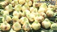天草市　サラダタマネギの収穫が最盛期【熊本】