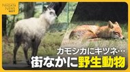 銀行に“カモシカ”侵入 “キツネ”は県庁でお昼寝！？街なかに“野生動物”出没　専門家が注意呼びかけ「かわいくても近づかない」