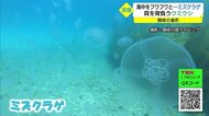 海中でフワフワ大量発生のミズクラゲ…貝を背負うウミウシ 隠岐の島から涼感映像(島根県)