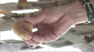 ムキタケと思って...一家3人が毒キノコで食中毒 秋田・八峰町