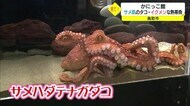 サメ肌のタコ!?イクメンの熱帯魚 ユニークな海の生き物が話題のミニ水族館(鳥取)