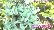 温室で南国気分「神秘の花」ヒスイカズラ見ごろ 秋田・大潟村