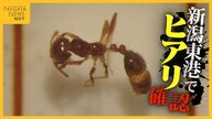 毒性強く死に至ることも…新潟東港で“ヒアリ”見つかる 新潟県内では初確認 発見した場合は市町村・保健所へ連絡を