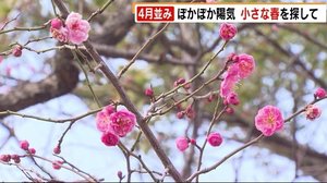 福岡県内 ぽかぽか陽気で4月上旬並みも 小さな春を探して…