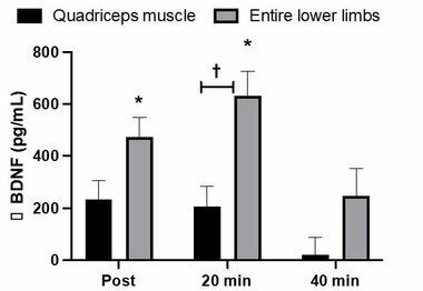 EMSと認知機能に関する研究成果が『European Journal of Applied Physiology』に掲載