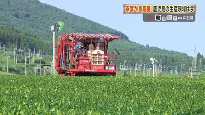 茶葉が2年で4倍に高騰　「抹茶ブーム」が変える鹿児島のお茶産地