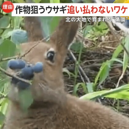 “野生のウサギ”がブルーベリーを盗み食い…追い払わない理由とは　北の大地で育まれる“循環”　北海道「びえいハスカップファーム」