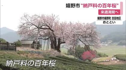 茶畑との絶景コントラスト 嬉野市の一本桜「納戸料の百年桜」今年も花を咲かせる【佐賀県】