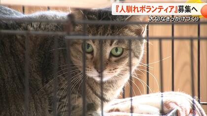 保護猫が新しい家族とめぐり会うために　アニマルフレンズ熊本が人馴れのボランティア募集　もらい手少ない触れない猫【熊本発】