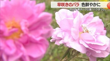 東日本一の規模・色とりどりのバラ咲き始める　東沢バラ公園（村山市）で「バラまつり」　噴水広場新設で水遊びも【山形発】