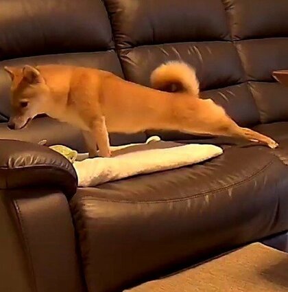 ストレッチ超えてガチ筋トレ!?留守番カメラに写った愛犬の姿に飼い主「さすがにわらったwww」体が柔らかいのか聞いた