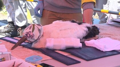 「コウノトリ」のひな“電柱の巣”で順調に成長 全長83.5cm 体重3.48kg 巣立ち前に「足環」取り付け