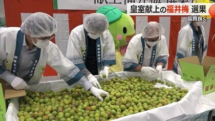 三笠宮妃百合子さまとのご縁で皇室献上始まり48年　若狭町で福井梅の選果作業　品質上々、19日午前に皇室へ【福井】