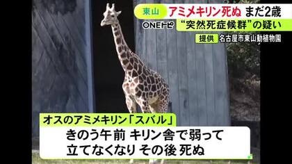 去年10月にやって来たばかり…東山動植物園の2歳のアミメキリン「スバル」が急死 1週間前から下痢続く