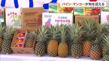 石垣島でパイン・マンゴーの出荷式　名護市でもパインフェスタ　美味しいパインの見分け方は