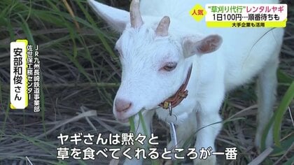 ヤギで草刈り」が大人気 黙々と草食べて除草 1日100円でレンタル…環境