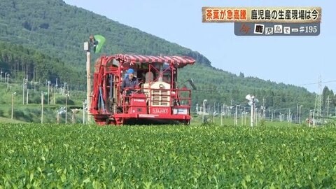茶葉が2年で4倍に高騰　「抹茶ブーム」が変える鹿児島のお茶産地