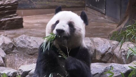 「返還迫りファン集結」上野の双子パンダ自由観覧取りやめ時間制限　23日以降は申し込み制で最終観覧日は1月25日