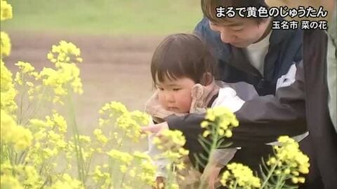 玉名市　菜の花が河川敷で満開【熊本】