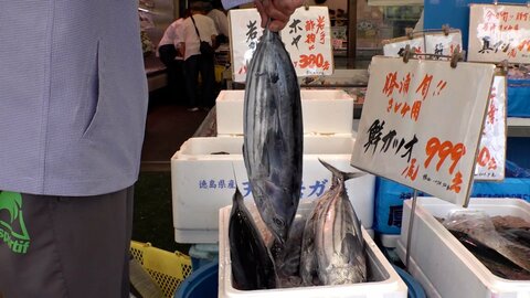 初ガツオ豊漁　千葉・勝浦で“ジャンボ”「急に獲れだした」　“小ぶり”はまるごと1本999円も　高知では名物「ハランボ焼き」人気