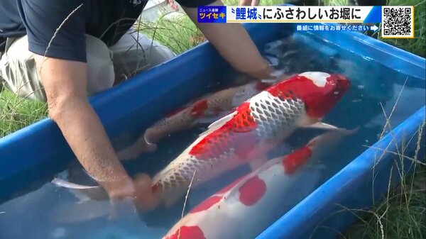 img_c133460528295c0402e3cda887