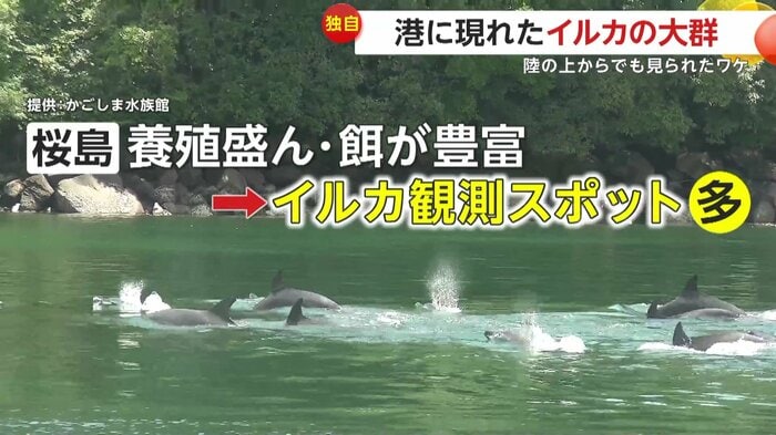 実はイルカの観測が多い桜島