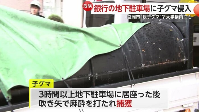 3時間以上居座ったクマは捕獲された