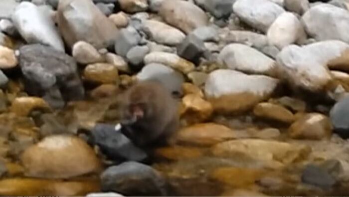 川魚を捕まえて食べるニホンザル 提供:涸沢ヒュッテ・山口浩一さん