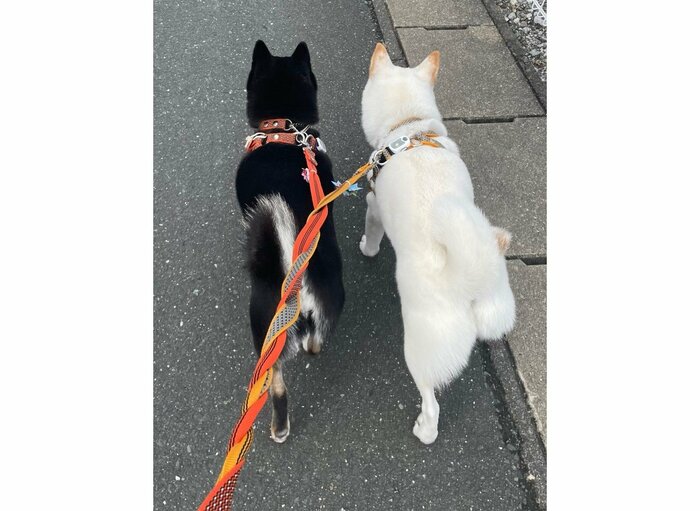 提供:柴犬のくぅとそらさん