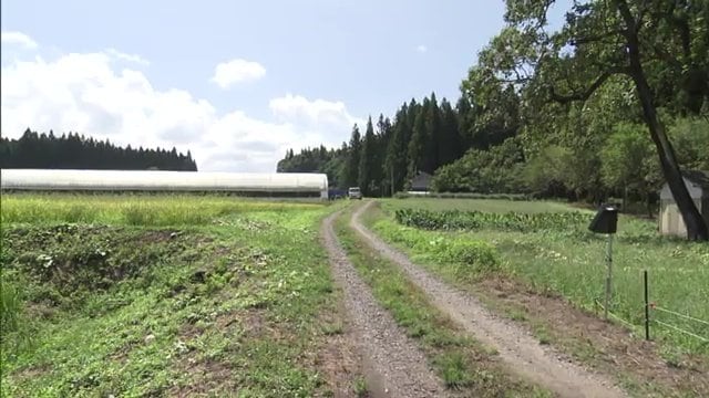 山間部でニホンカモシカの目撃は多数