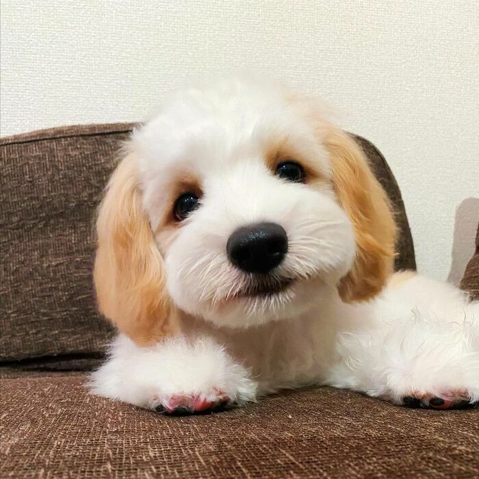 眠そうなあんちゃん