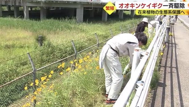 職員が一斉駆除(静岡市)