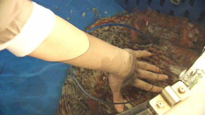 水ダコに触れられる