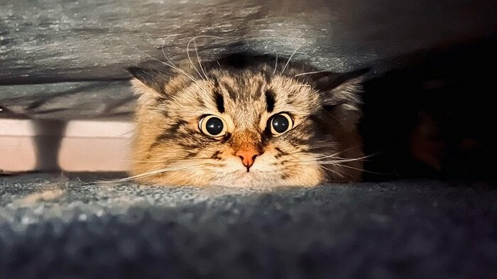 雷にビビり、ベッド下から出てこなかったという様子