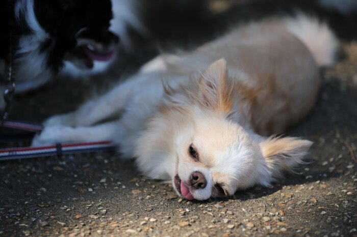 愛犬が「あつ~い」となってしまう前の対処法は?(イメージ)