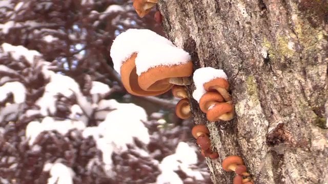 枯れた木に生えるナメコ