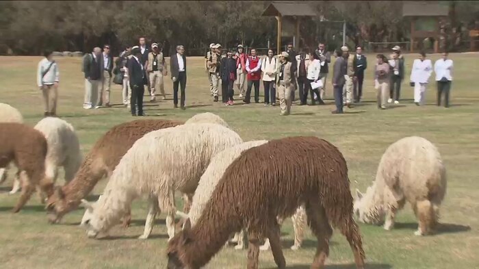 笑顔の佳子さまの前には、たくさんのアルパカが(現地時間5日)