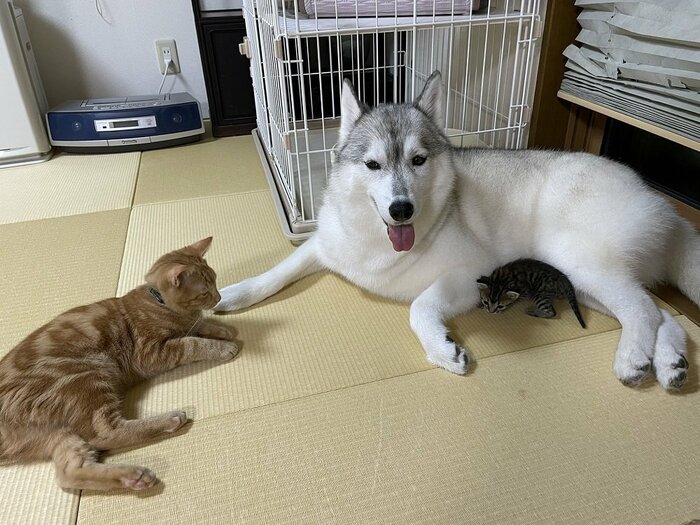 子猫、ユキちゃん、レンくんの様子